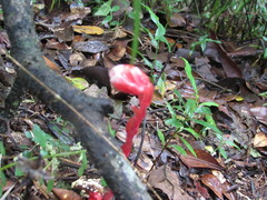 Monotropa coccinea
