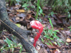 Monotropa coccinea