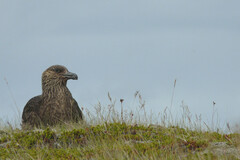 Stercorarius skua