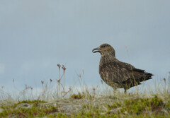Stercorarius skua