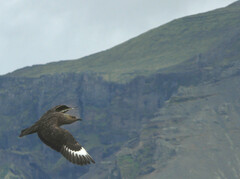 Stercorarius skua