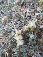 Astragalus calycosus calycosus