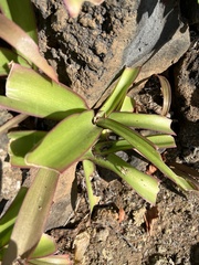 Aeonium urbicum