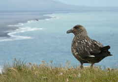 Stercorarius skua