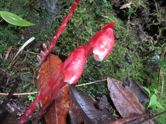 Monotropa coccinea