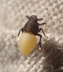 Pissonotus