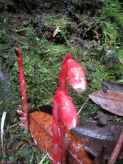 Monotropa coccinea