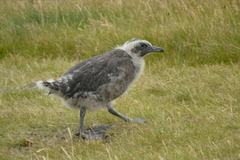 Stercorarius skua