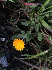 Calendula