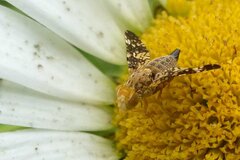 Oxyna flavipennis