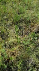 Galatella biflora