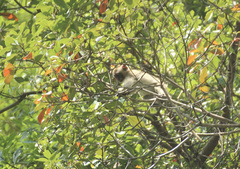 Macaca fascicularis