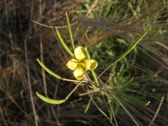 Diplotaxis tenuifolia