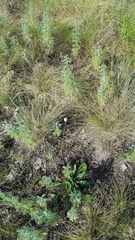 Tulipa sylvestris biebersteiniana
