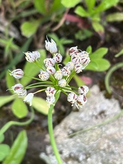 Allium canariense
