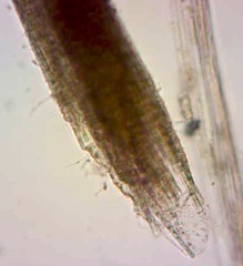 Nitzschia martiana