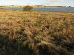 Diplotaxis tenuifolia