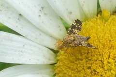 Oxyna flavipennis
