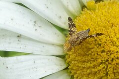 Oxyna flavipennis