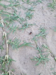 Traumatomutilla ocellaris