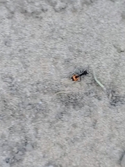 Traumatomutilla ocellaris