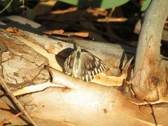 Tatochila
