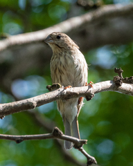 Sicalis flaveola