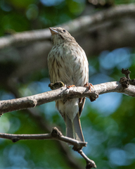 Sicalis flaveola