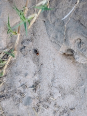 Traumatomutilla ocellaris