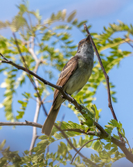 Myiarchus swainsoni
