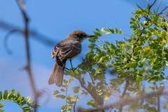 Myiarchus swainsoni