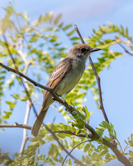 Myiarchus swainsoni