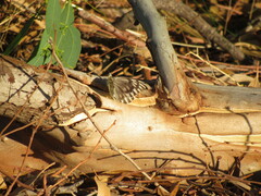 Tatochila