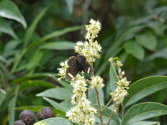 Riodina lycisca