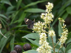 Riodina lycisca