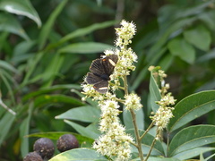 Riodina lycisca