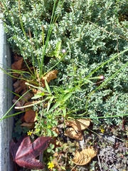 Epilobium pallidiflorum