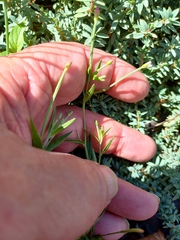 Epilobium pallidiflorum