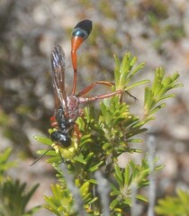 Parapsammophila