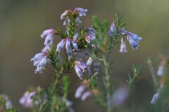 Erica australis