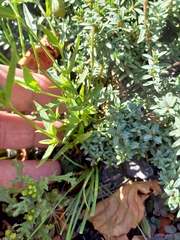 Epilobium pallidiflorum