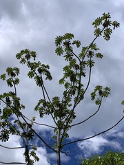 Cecropia
