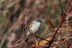 Coccopygia melanotis