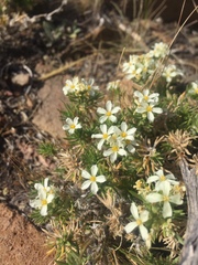 Leptosiphon nuttallii pubescens