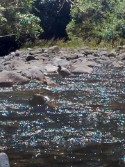 Hymenolaimus malacorhynchos