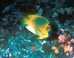 Apolemichthys trimaculatus