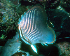 Chaetodon baronessa