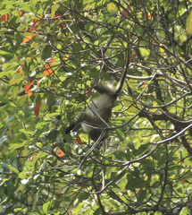 Macaca fascicularis