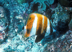 Coradion chrysozonus