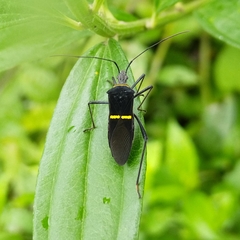 Phthia lunata